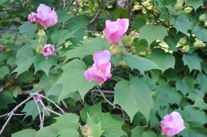 Confederate Rose Cotton Rosemallow Dixie Rosemallow (Hibiscus mutabilis)