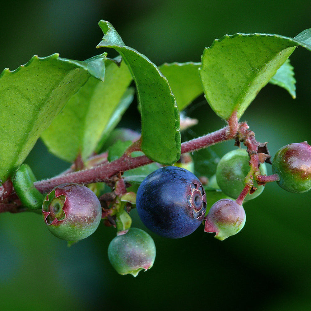 Blue-leaved Huckleberry Cascade Bilberry Blueberry (Vaccinium deliciosum)