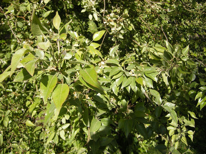 Birch-leaved Pear (Pyrus betulifolia)