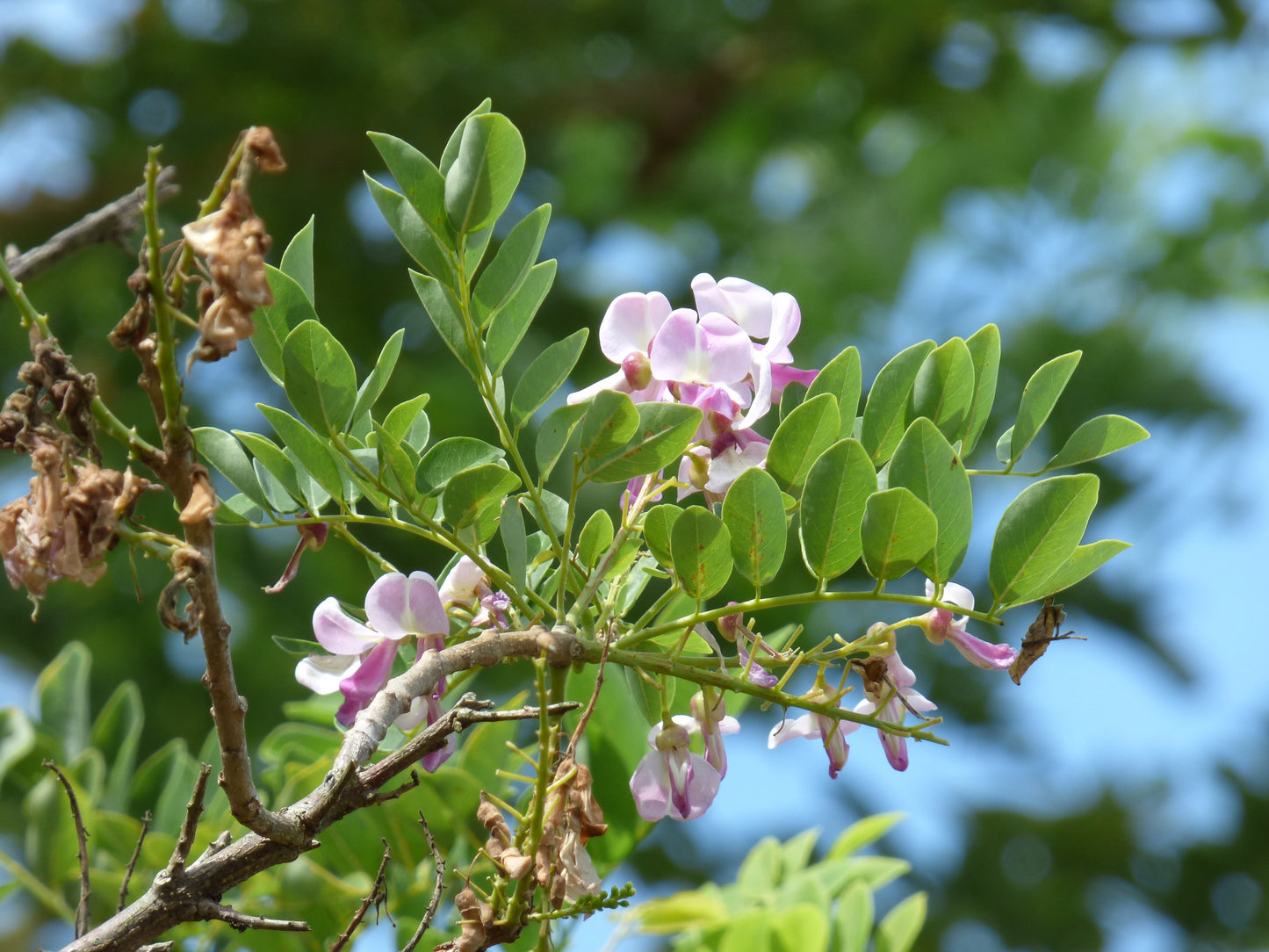 Madre Nicaraguan Coffee-shade Quickstick (Gliricidia sepium)