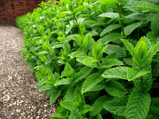 Peppermint (Mentha piperita)