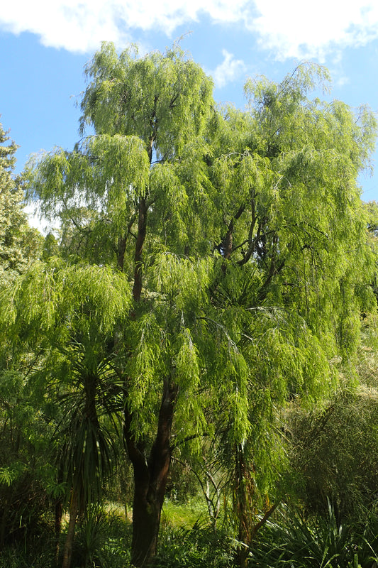 Kowhai (Sophora microphylla)