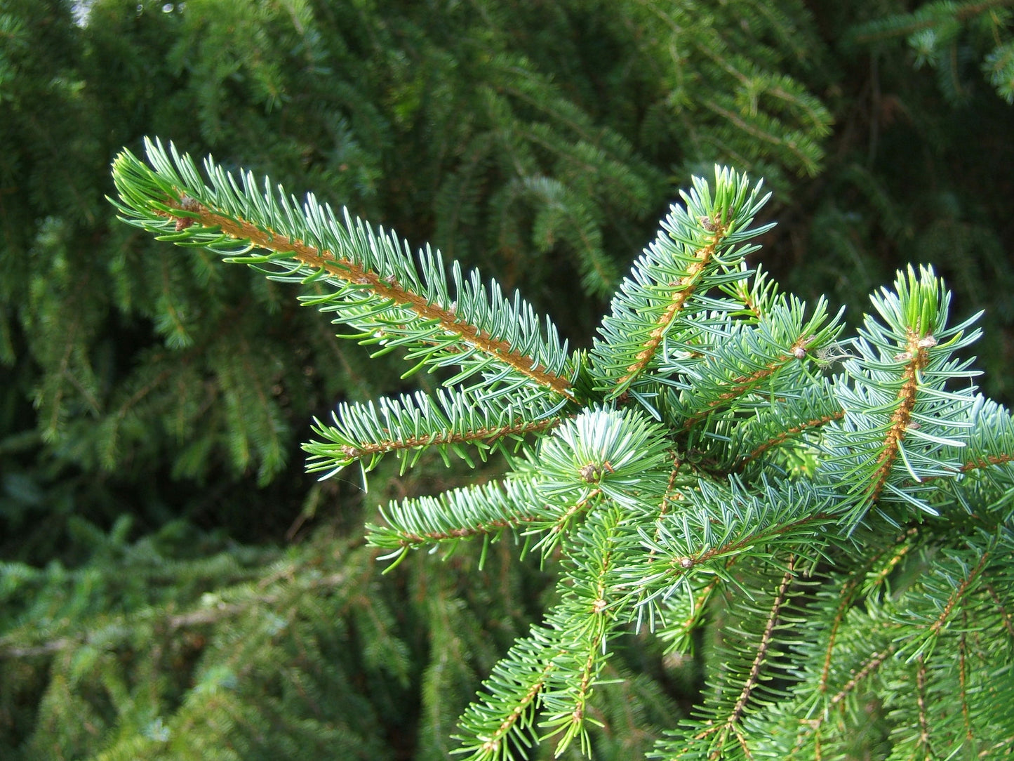 Serbian Spruce (Picea omorika)