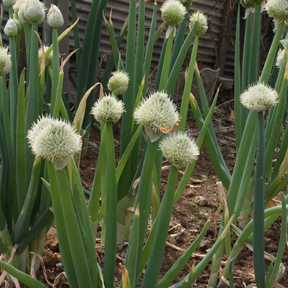 Japanese Bunching Onion Scallion Spring Welsh White Spear Bunches Onion (Allium fistulosum 'White Spear Bunches')