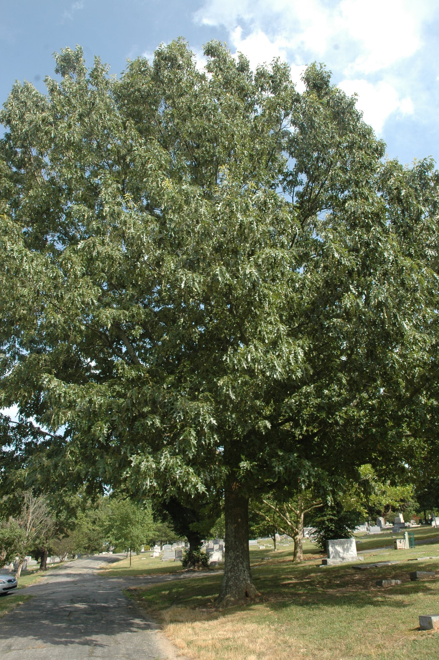Cherrybark Oak (Quercus pagoda)