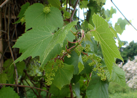Amur Grape (Vitis amurensis)