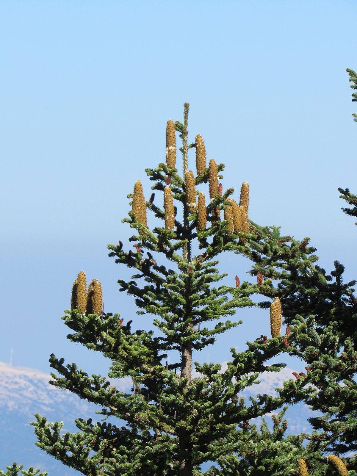 Greek Fir (Abies cephalonica)