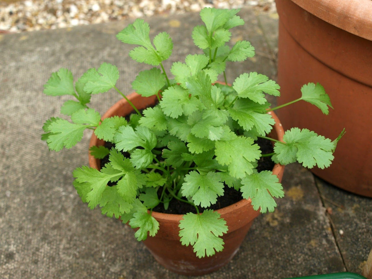 Chinese Parsley Cilantro Coriander Mexican Parsley (Coriandrum sativum)