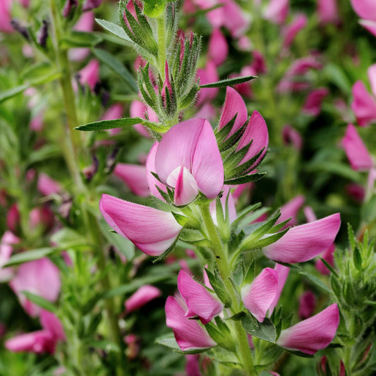 Spiny Restharrow Thornyleaf Ononis (Ononis spinosa)