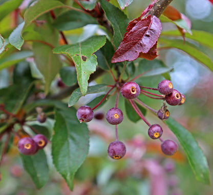 Oregon Apple (Malus fusca)