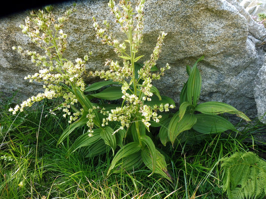 White False Hellebore White Hellebore (Veratrum album)