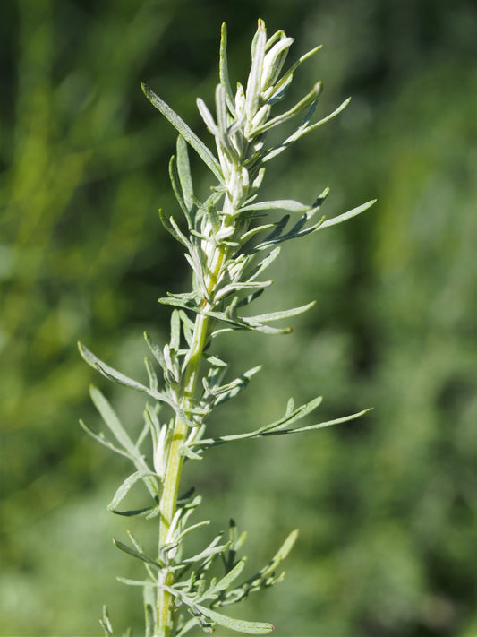 Fringed Sagewort (Artemisia frigida)