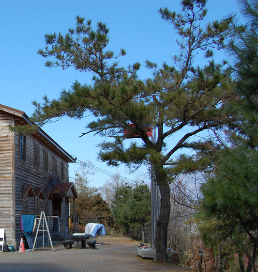 Taiwan Red Pine (Pinus taiwanensis)