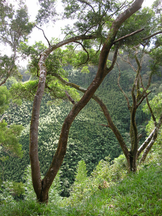 Small Philippine Acacia (Acacia confusa)