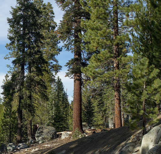 California Red Fir (Abies magnifica)