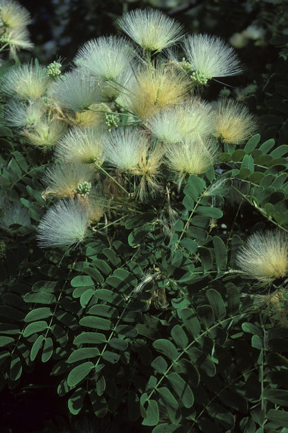 Kalkora Mimosa Silk Tree (Albizia kalkora)