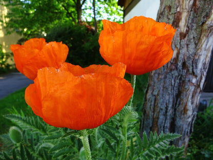 Prince Orange Oriental Poppy (Papaver orientale 'Prince Of Orange')