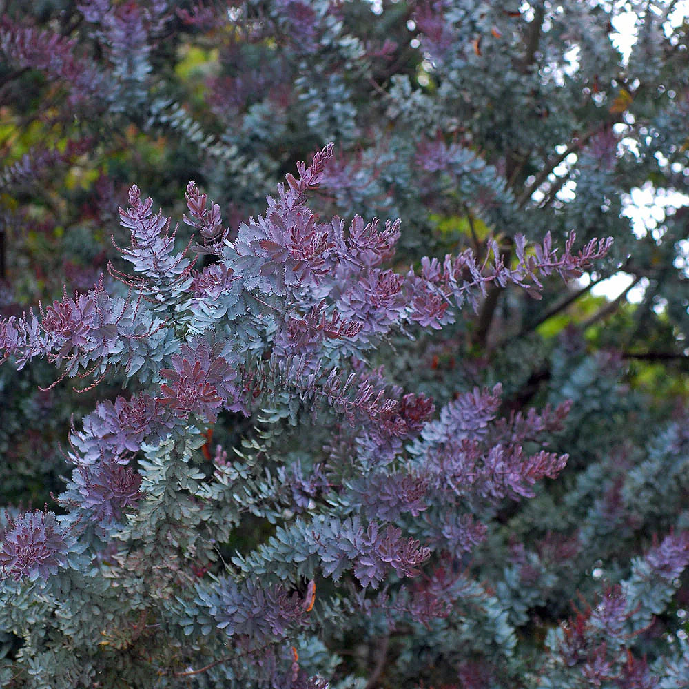 Blue-leaved Cootamundra Wattle Fernleaf Acacia (Acacia baileyana var. Purpurea)