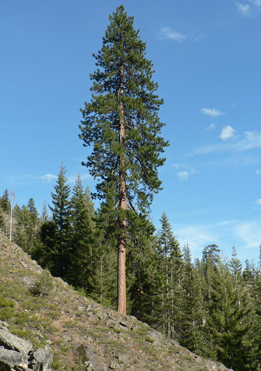 North Plateau Ponderosa Pine Western Yellow Pine (Pinus ponderosa ssp. Ponderosa)