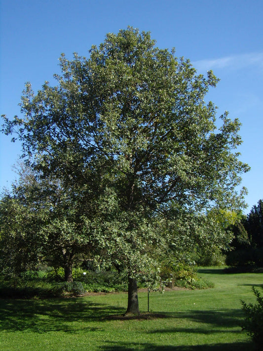 Swamp White Oak (Quercus bicolor)