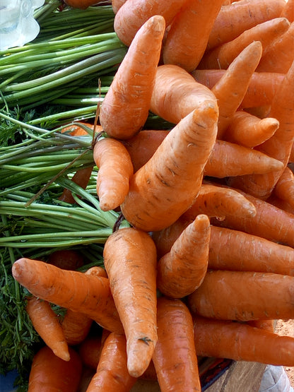 Tendersweet Carrot (Daucus carota ssp. sativus var. Tendersweet)