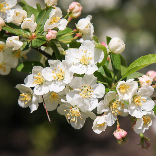 Sargents Apple Crabapple (Malus sargentii clean seed)