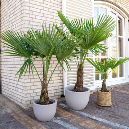 Chinese Windmill Palm, Chusan Palm (Trachycarpus fortunei)