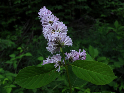 Late Lilac Villous Lilac (Syringa villosa)
