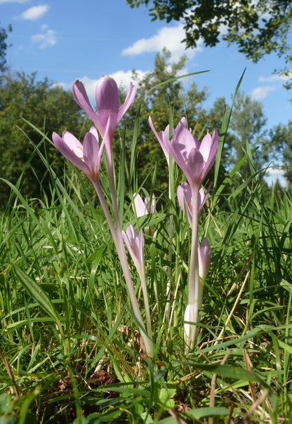 Common Autumn Crocus Meadow Saffron Naked Lady (Colchicum autumnale)