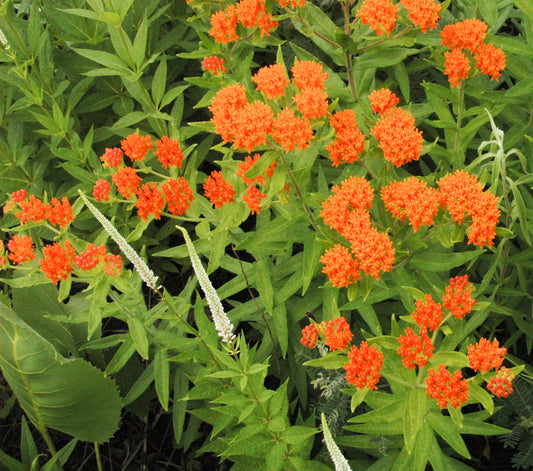 Butterfly Milkweed Butterfly Weed (Asclepias tuberosa)
