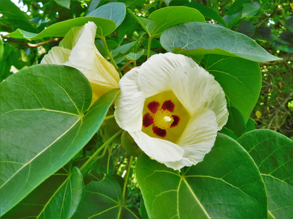 Portia Tree (Thespesia populnea)