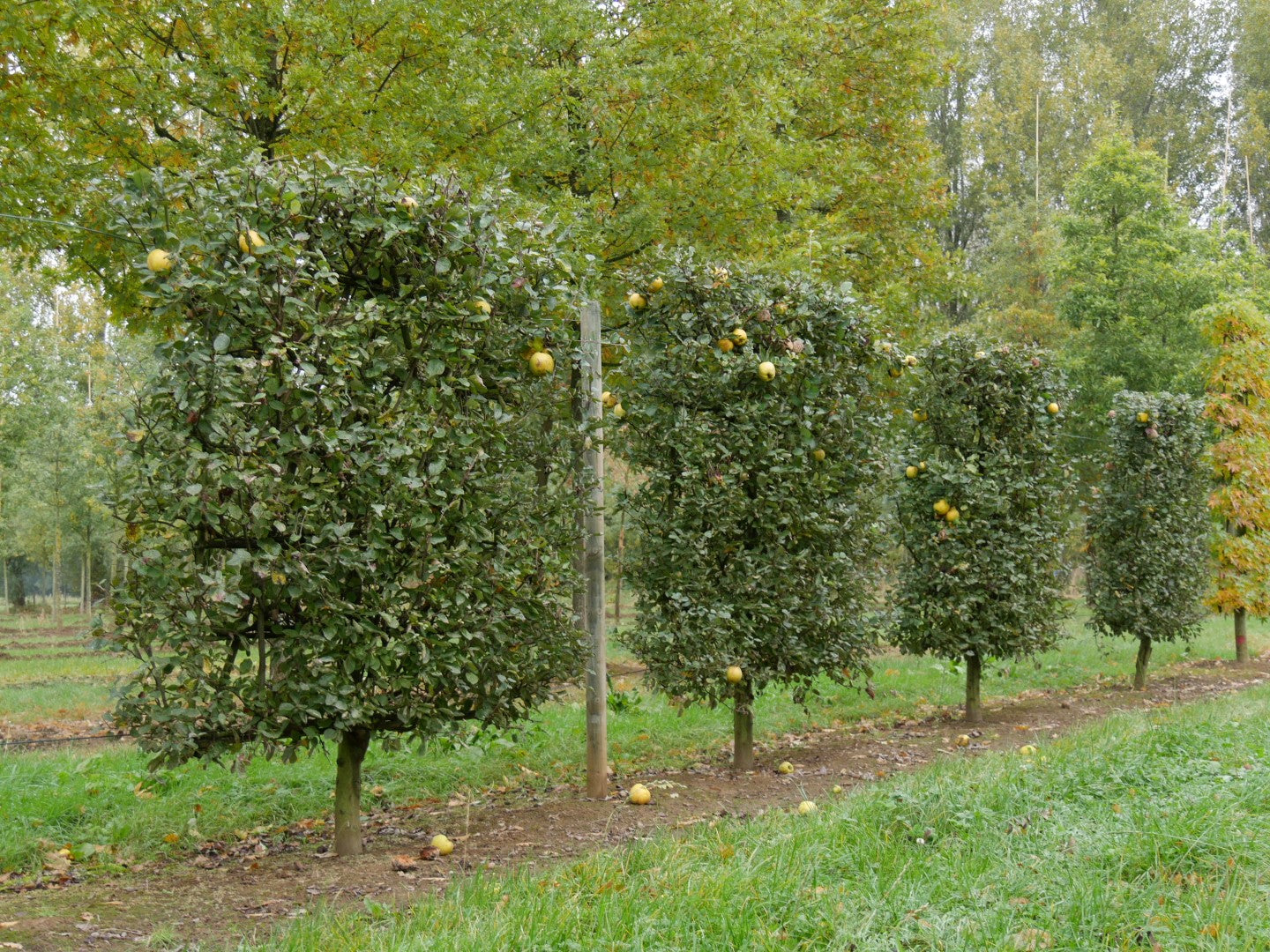 Quince (Cydonia oblonga)