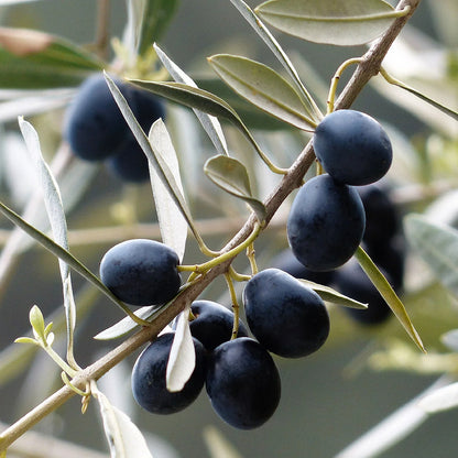 Canino Olive Common Edible Olive (Olea europaea var. europaea 'CANINO')