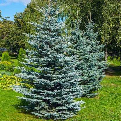 Colorado Blue Spruce (Picea pungens var. glauca NM Carson)