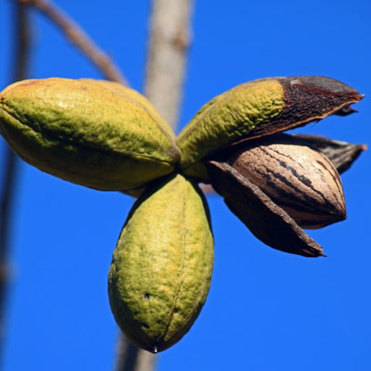 Pecan, Wild Pecan (Carya illinoinensis var. wild collection)