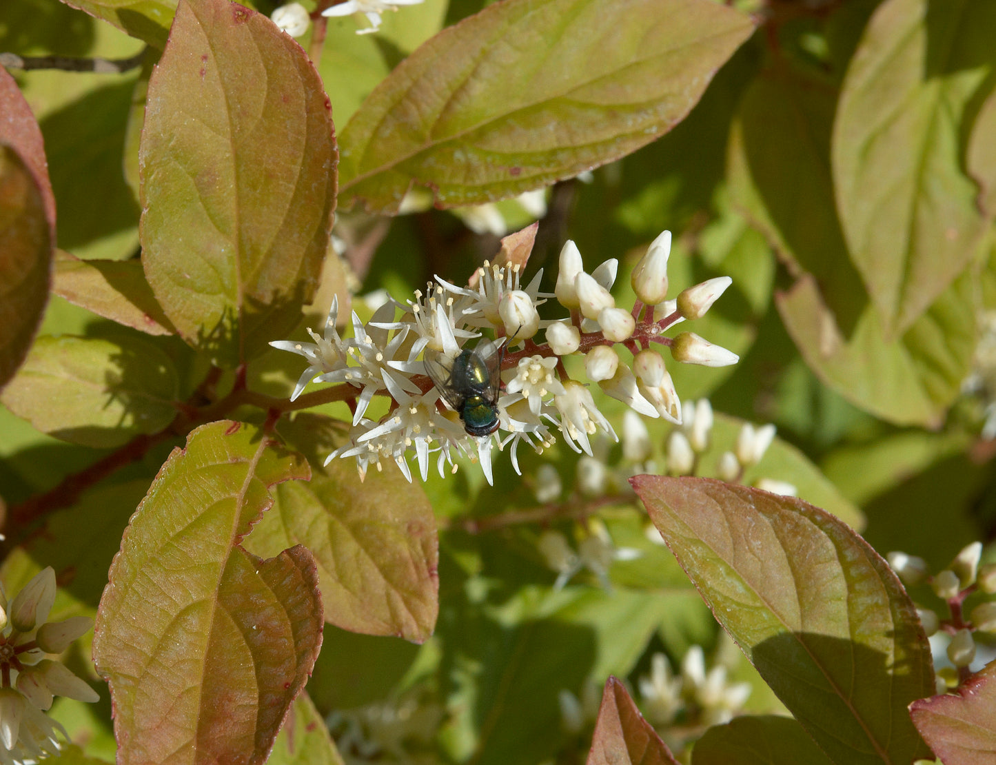 Tassle-white Sweetspire (Itea virginica)