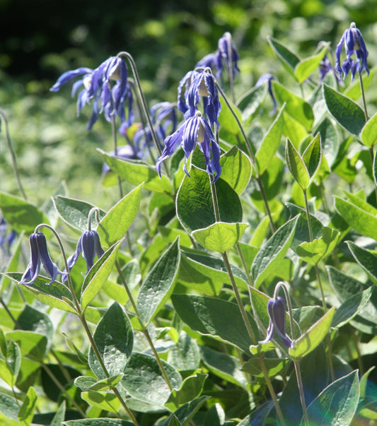 Solitary Clematis (Clematis integrifolia)