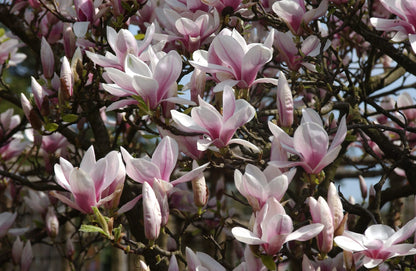 Saucer Magnolia (Magnolia X soulangeanaa)