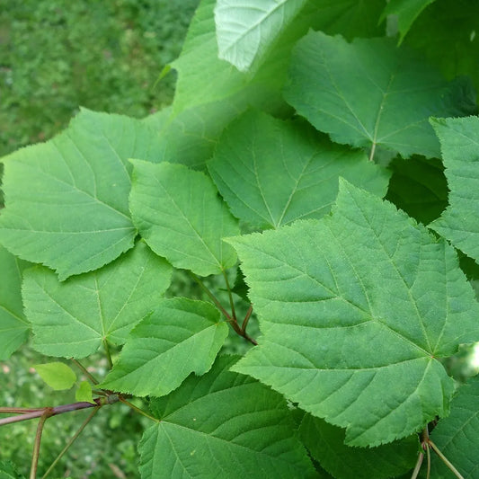 Manchu Maple (Acer tegmentosum)