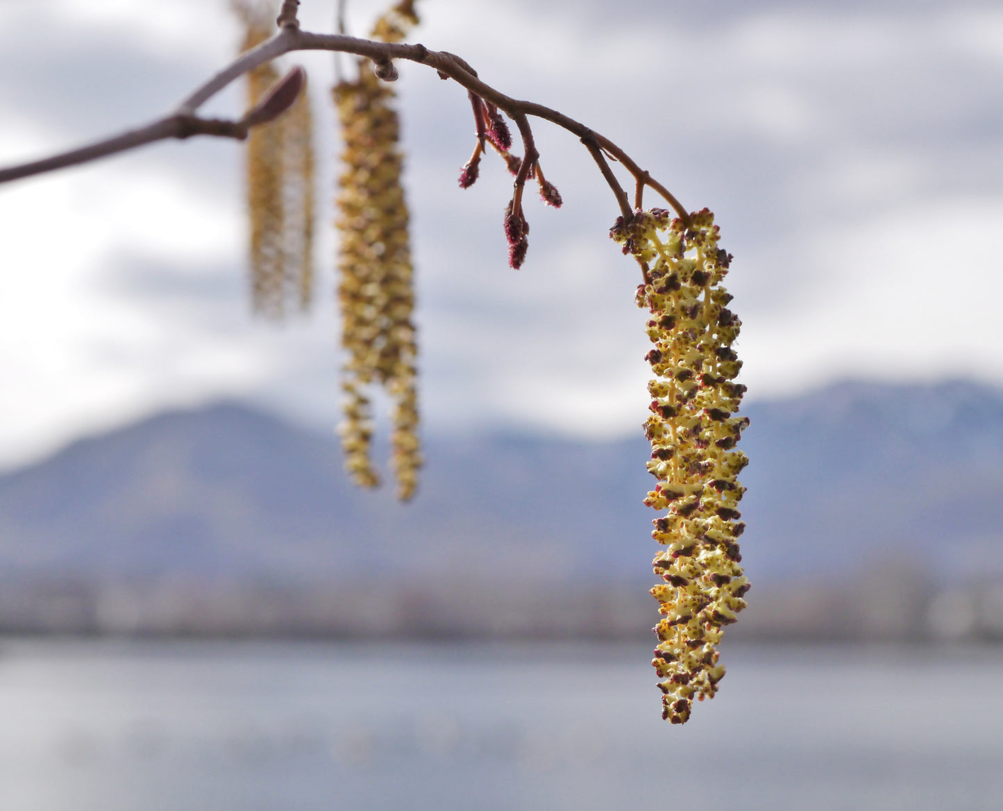 Mountain Alder Thinleaf Alder (Alnus incana ssp. Tenuifolia)