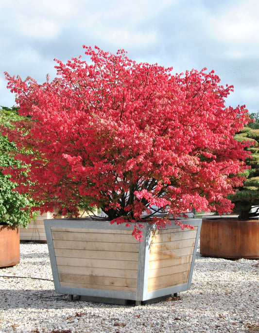 Burningbush, Winged Euonymus Spindle (Euonymus alatus)