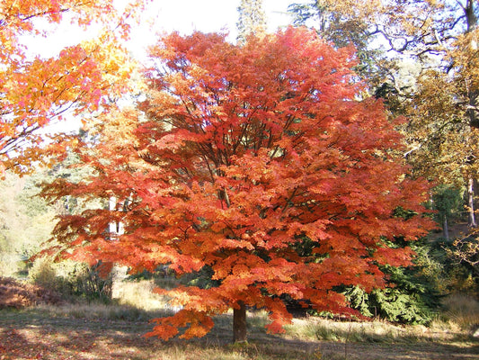 Omurayama Japanese Maple (Acer palmatum ssp. matsumurae 'Omurayama' dry seed)