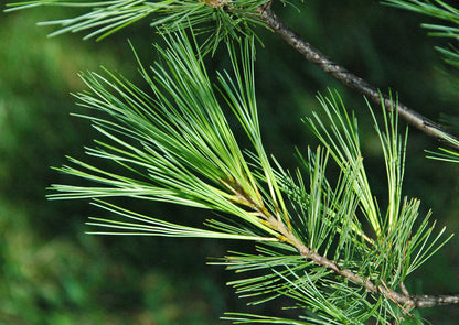Eastern White Pine Northern Soft Weymouth Pine (Pinus strobus New York)