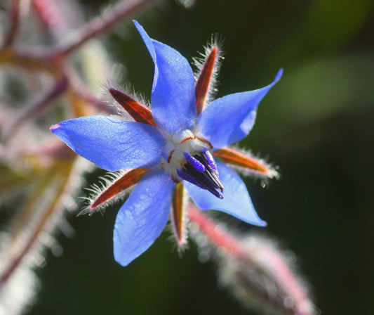 Borage Common Borage (Borago officinalis)