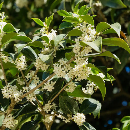 Fragrant Olive, Sweet Osmanthus (Osmanthus fragrans)