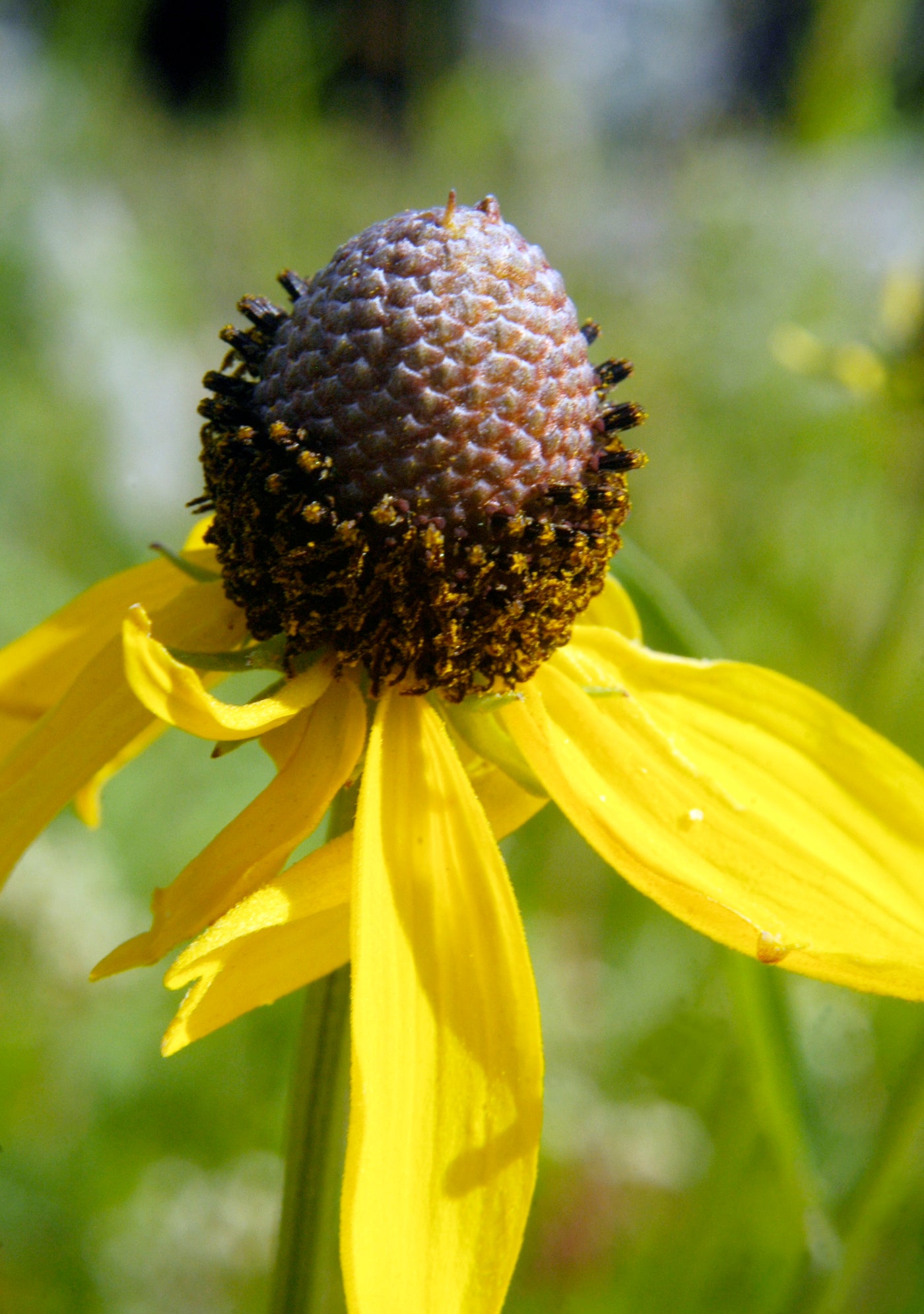 Gray-head Coneflower Gray-head Mexican-hat Prairie Coneflower (Ratibida pinnata)