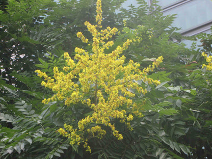 Chinese Flame Tree Golden Rain Tree (Koelreuteria bipinnata)