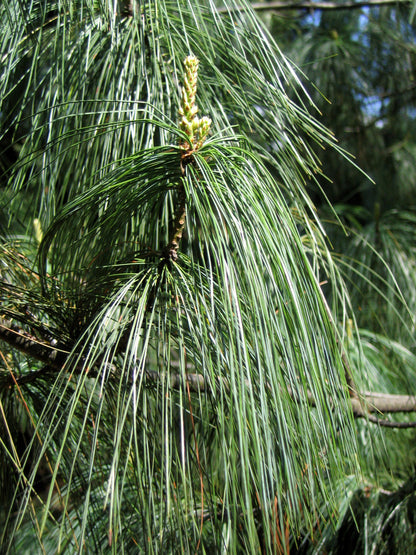 Bhutan Pine Himalayan White Pine (Pinus wallichiana)