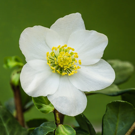 Black Hellebore Christmas Rose (Helleborus niger)