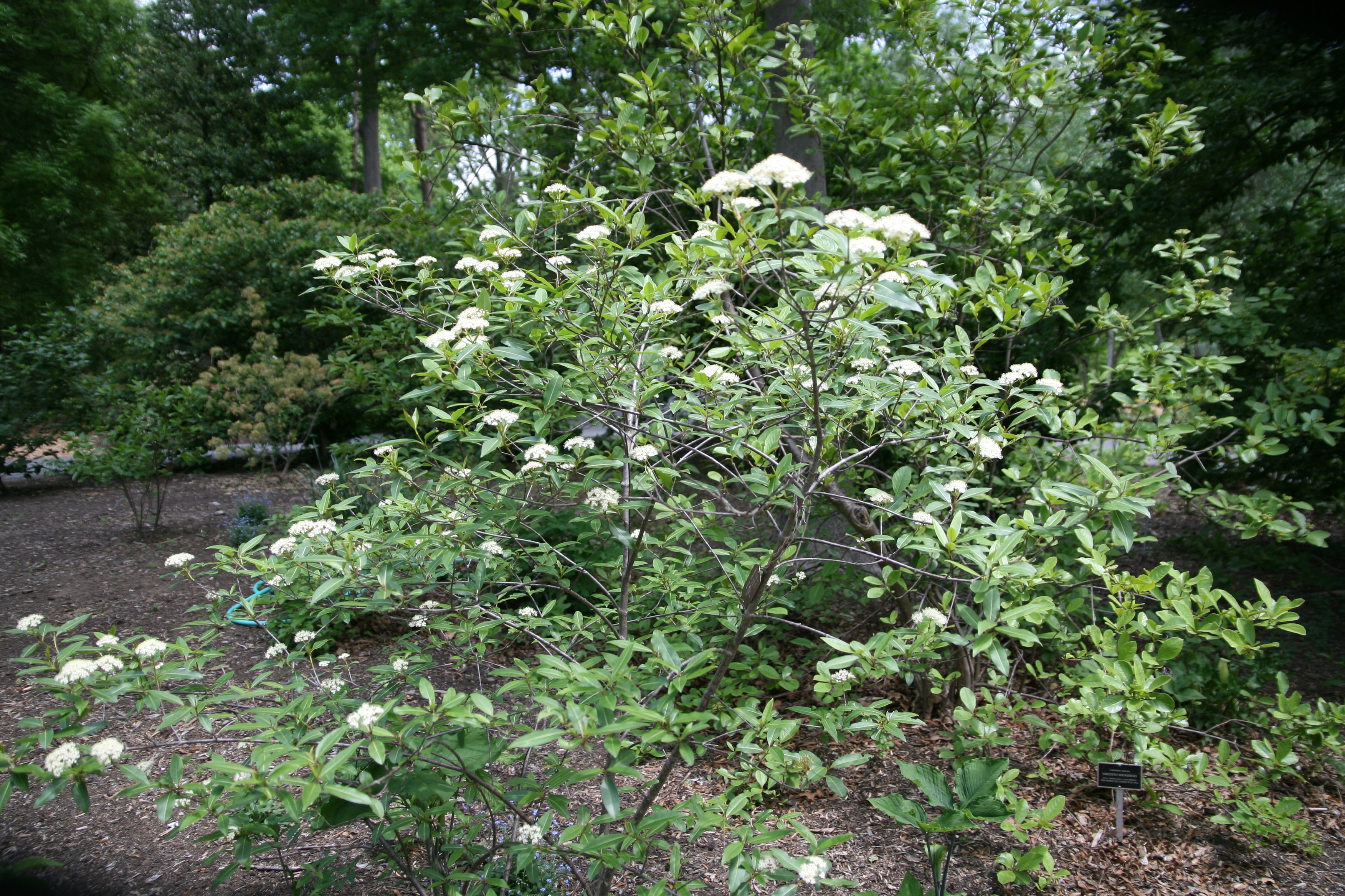 Uae Withe Rod Naked Witherod Possum-haw Viburnum Possumhaw Smooth Withe Rod Wild Rai ...
